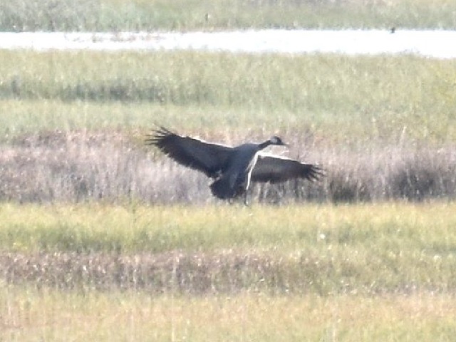 Common Crane returns to Ireland after more than 300 years; Why is it significant?